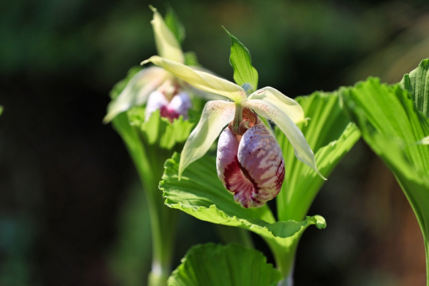 Ausstellung wilder Blumen im Arboretum Achim Goyo (아침고요 야생화전시회)