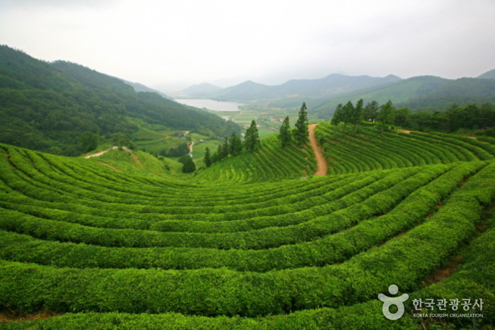 봄이 먼저 오는 남도의 숲