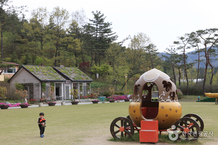 용천사 붉은 꽃무릇 보러 갈까?