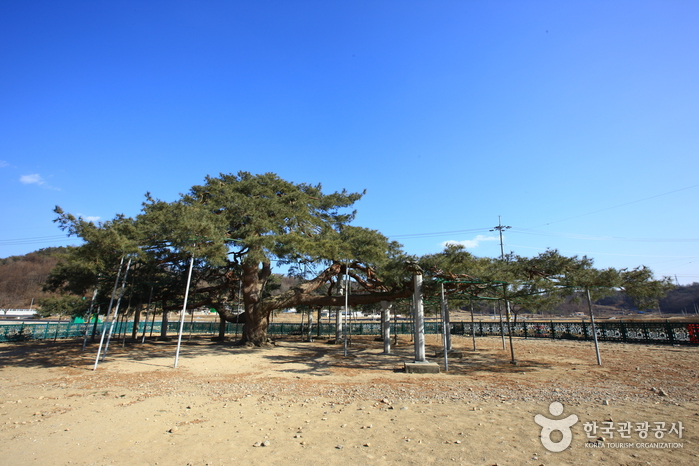 막걸리를 좋아하는 소나무를 찾아서