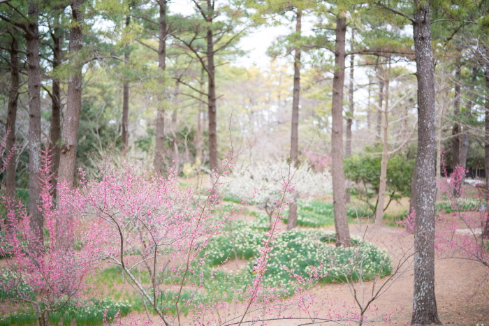 한림공원 매화축제