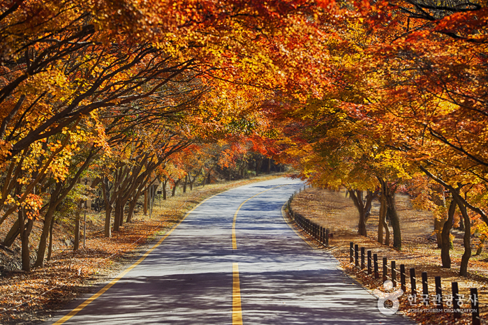 내장산 오색단풍길