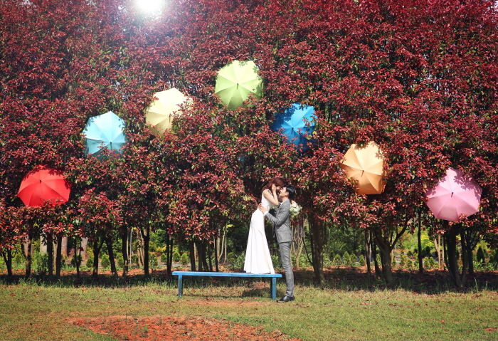 홍가시나무 천국 페스티벌