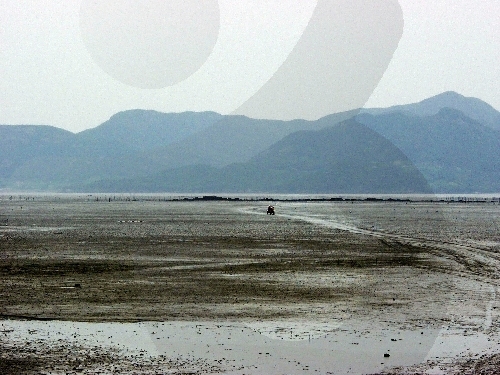 뙤약볕이 두렵지 않은 조개 캐기 삼매경