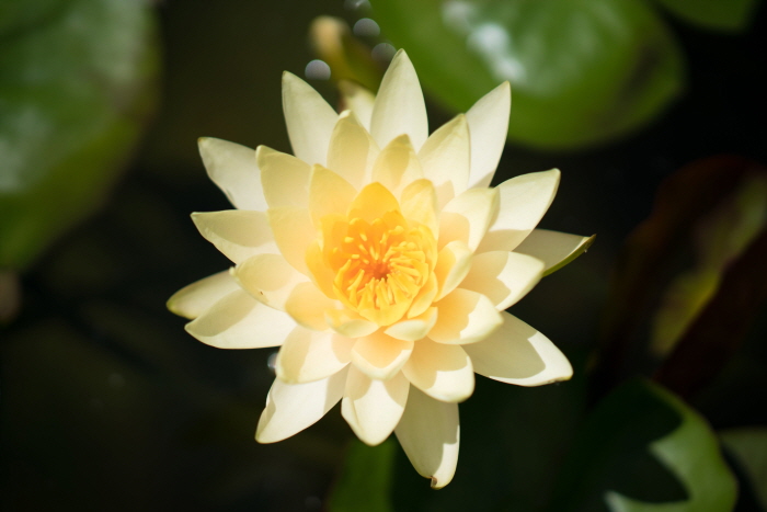 한림공원 연꽃축제 한림공원 연꽃축제