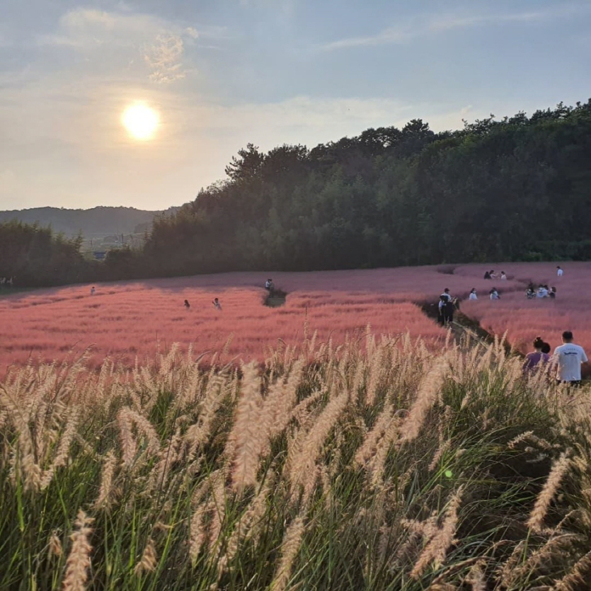 고창 청농원 핑크뮬리가든