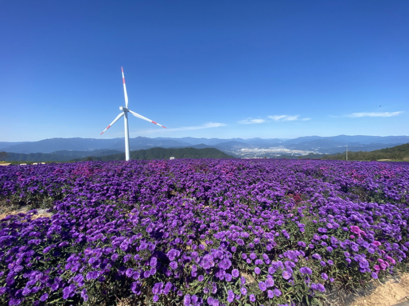 감악산 꽃&별 여행