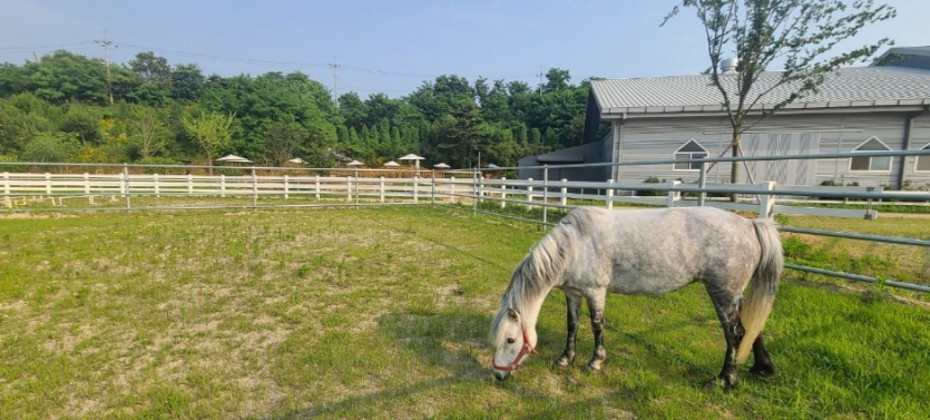 궁평캠프 승마장