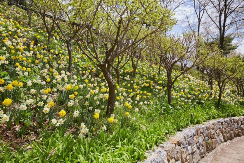 화담숲 봄 수선화 축제