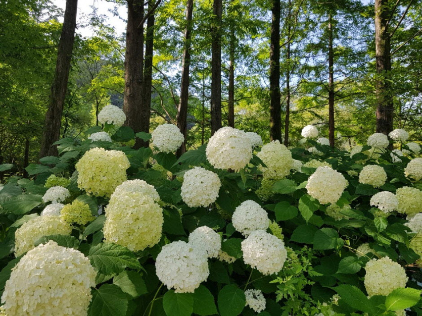 평강랜드 수국축제