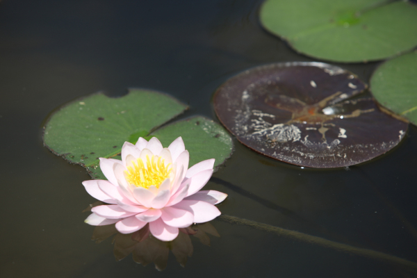 연꽃